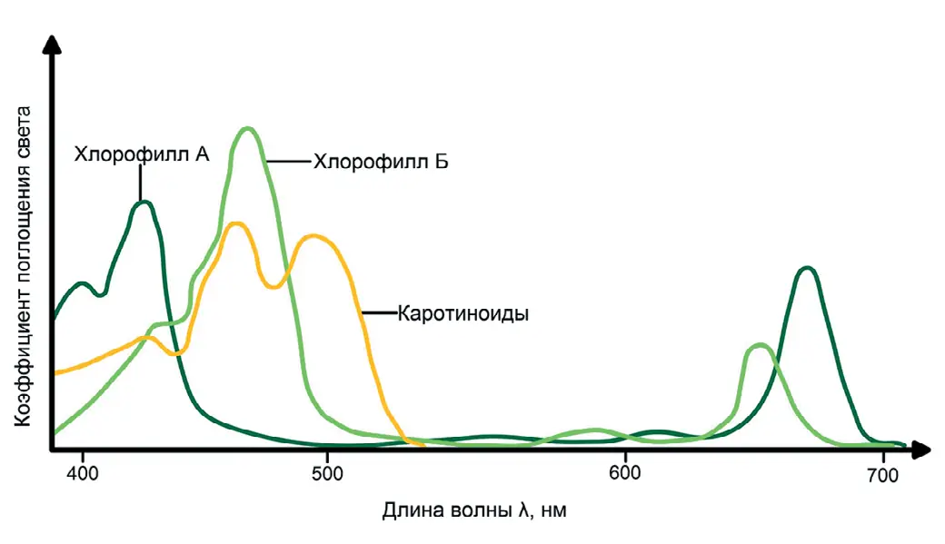 Рис. 1 Характеристический график  поглощения света  хлорофиллом Источник: [6] Fig. 1 A characteristic plot of light  absorption by chlorophyll Source: [6]