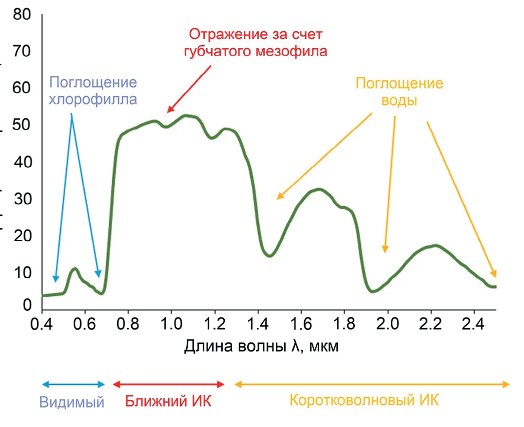 Рис. 2 Характеристическая кривая  спектральной отражательной  способности растительности Источник: [7] Fig. 2 A characteristic curve  of the vegetation spectral  reflectance Source: [7]